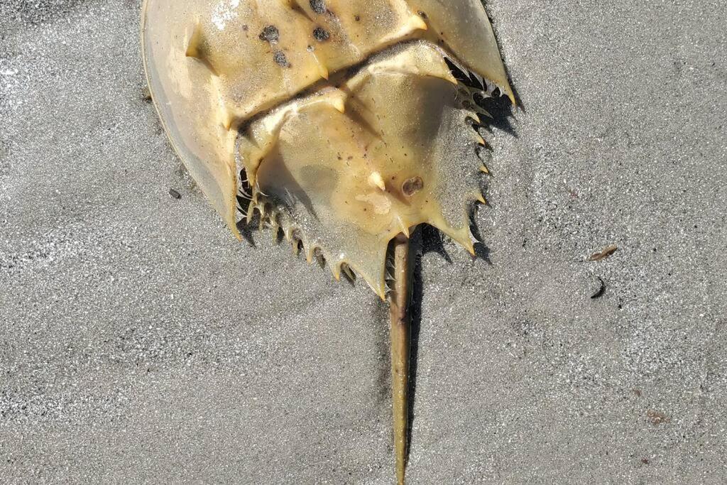 Cute 2 Bedroom, 2 Bath Condo At Folly Field Beach ヒルトンヘッドアイランド エクステリア 写真